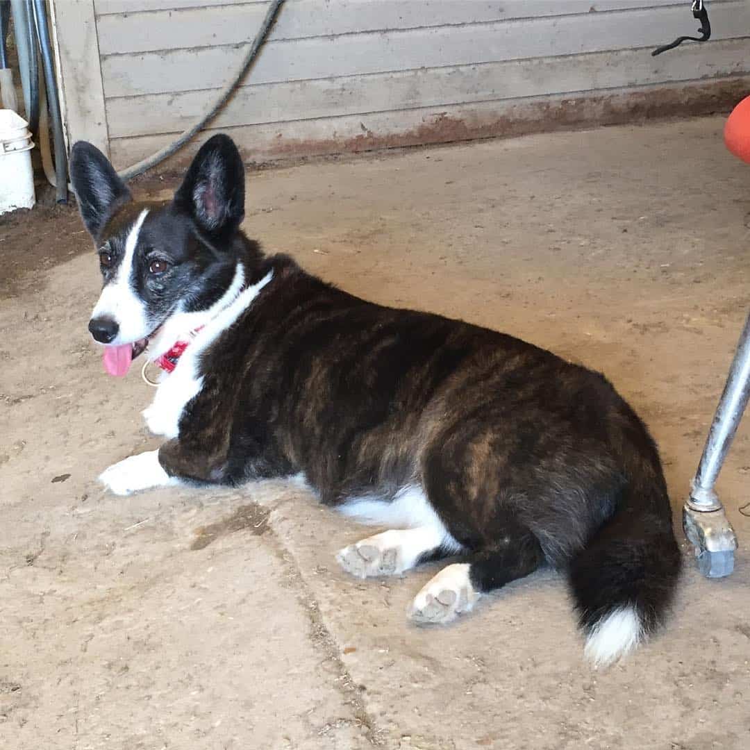 Cardigan Welsh Corgi