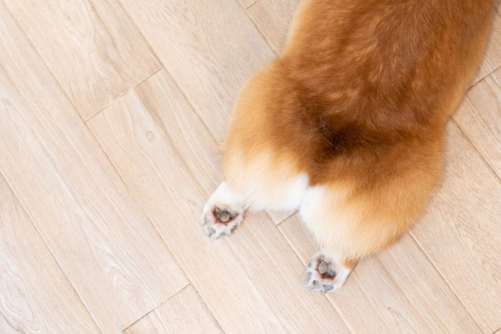 cardigan welsh corgi butt lying on its stomach