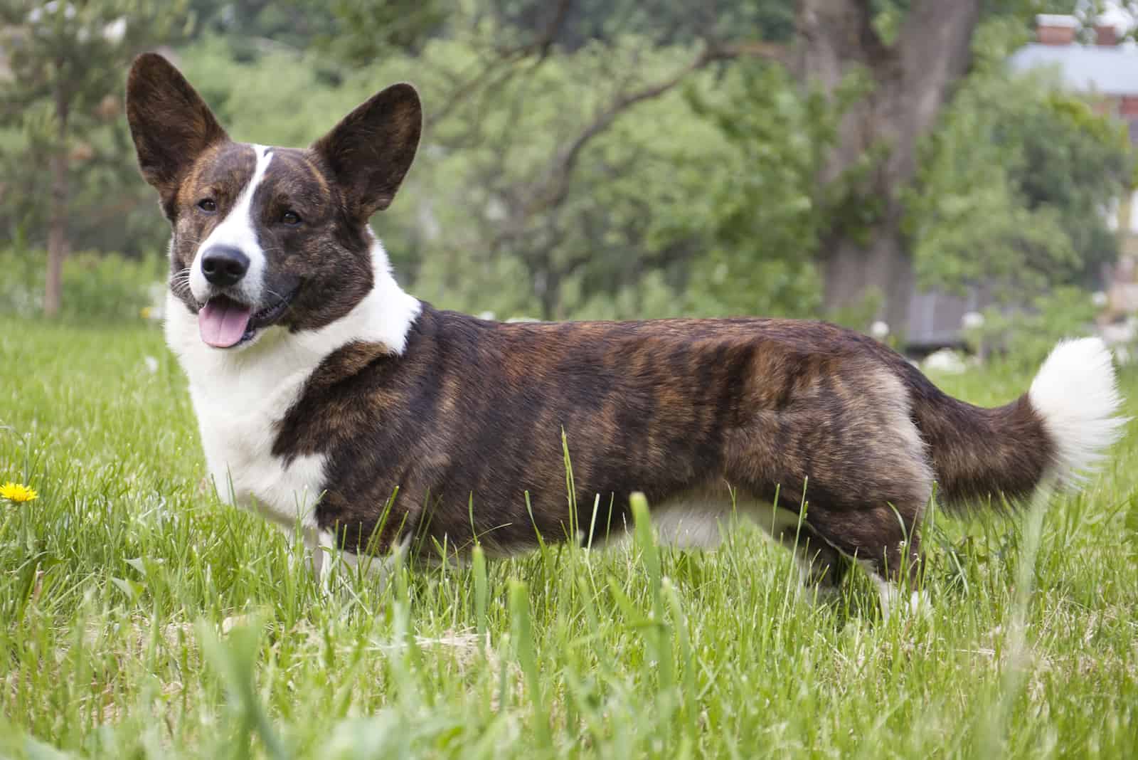 Cardigan Welsh Corgi on the grass