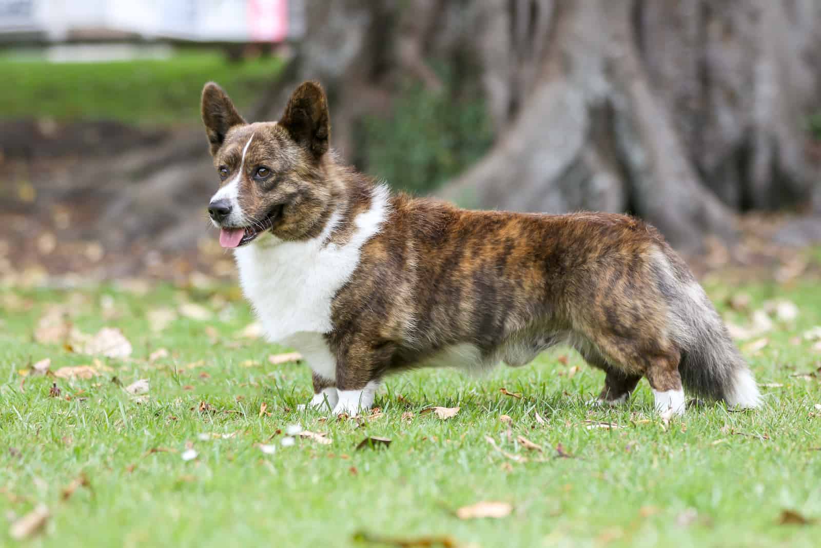 cardigan welsh corgi standing in the grass