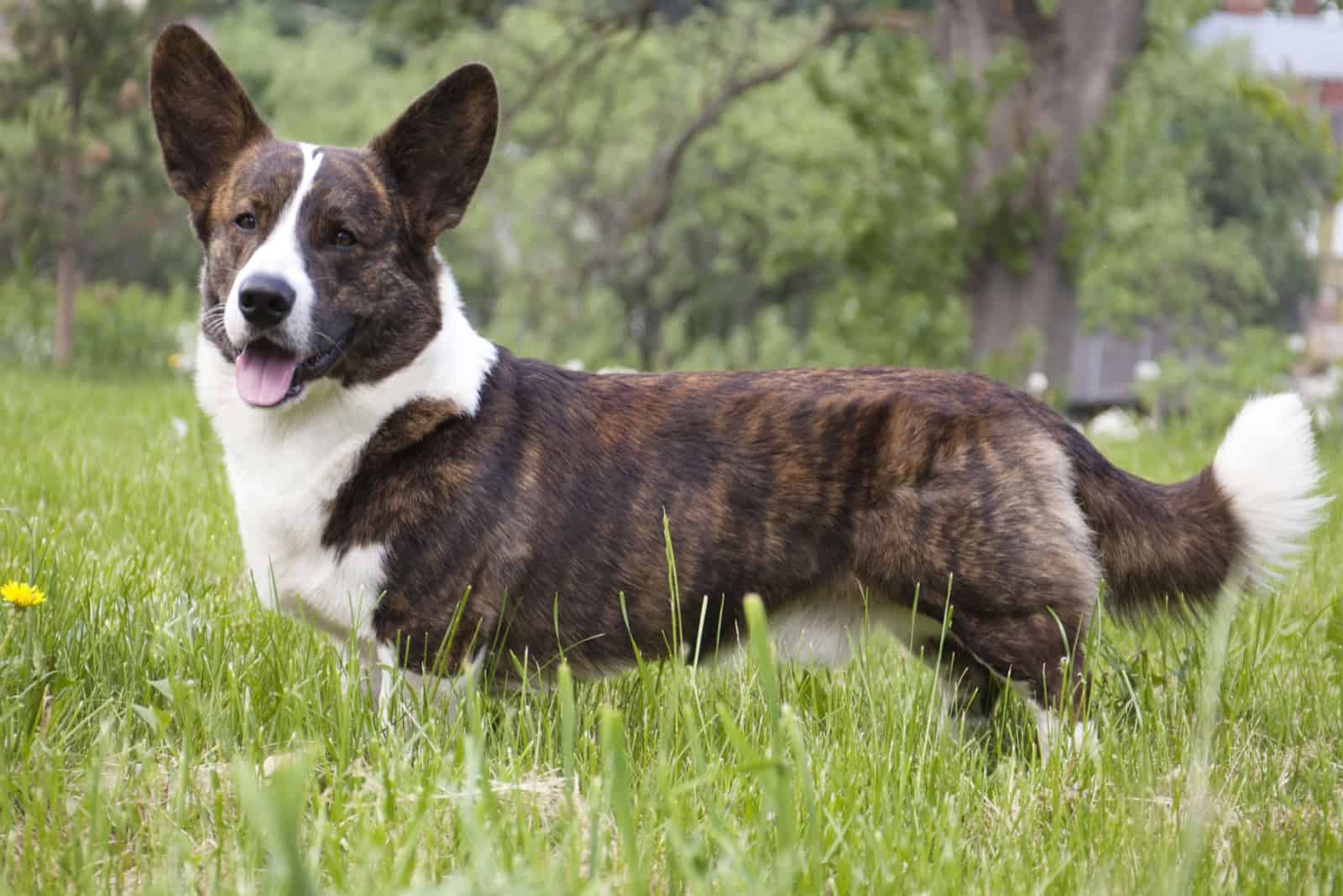 Cardigan Welsh Corgi walks in the field