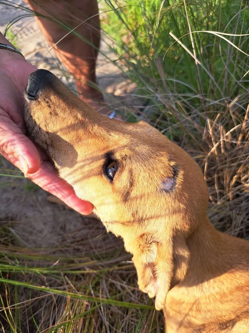 caressing poor dog