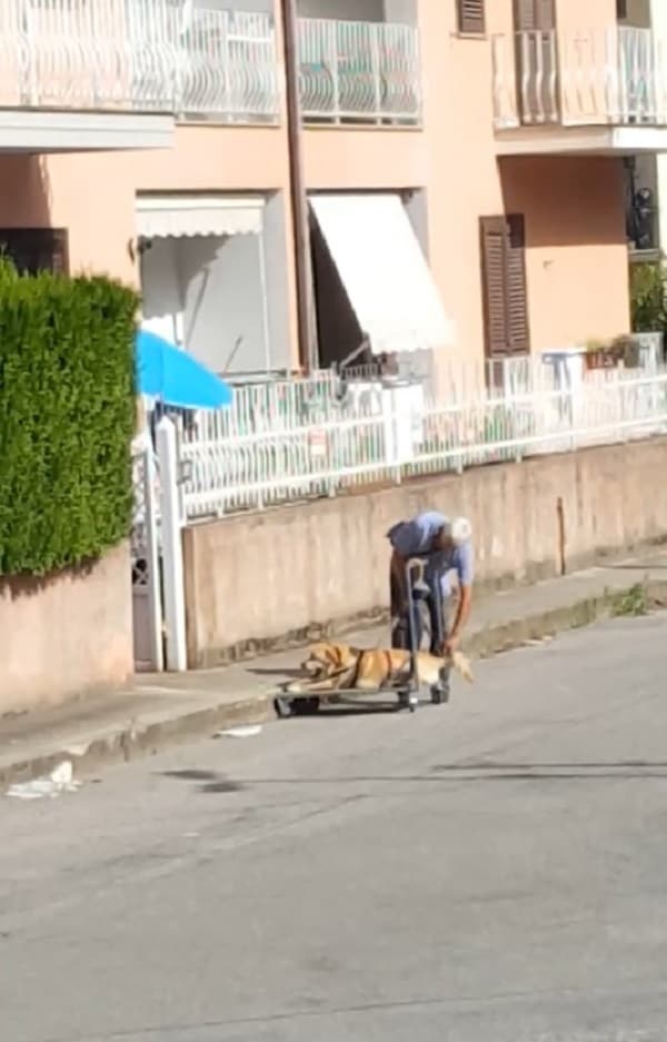 caring owner and his sick and disabled dog on improvised cart