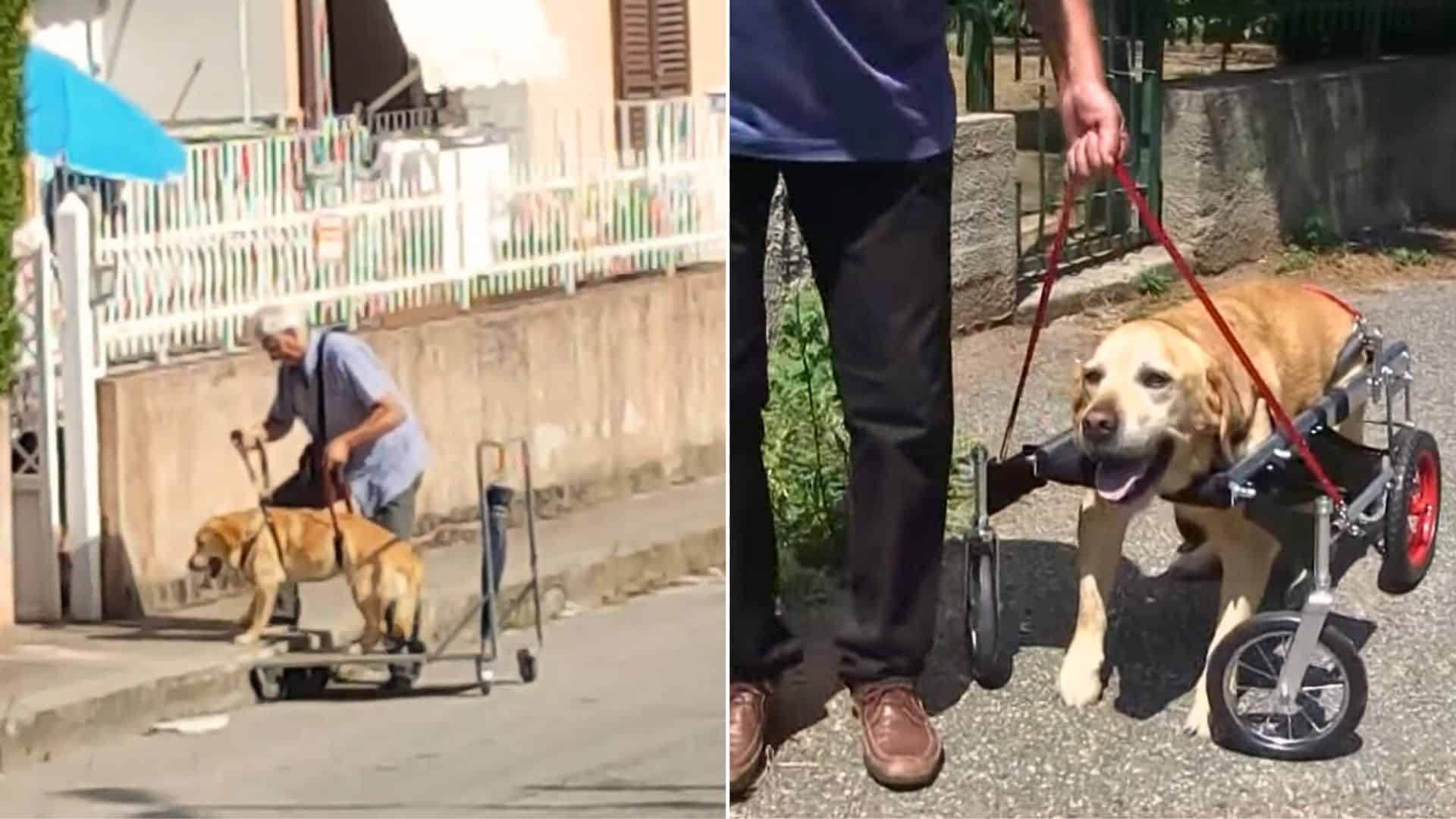 Caring Owner Takes His Sick And Disabled Dog On Uplifting Walks Using An Improvised Cart