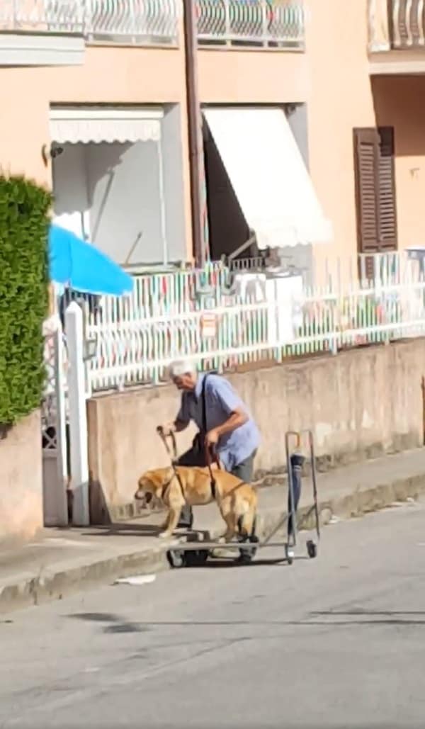 caring owner with his disabled dog on the street