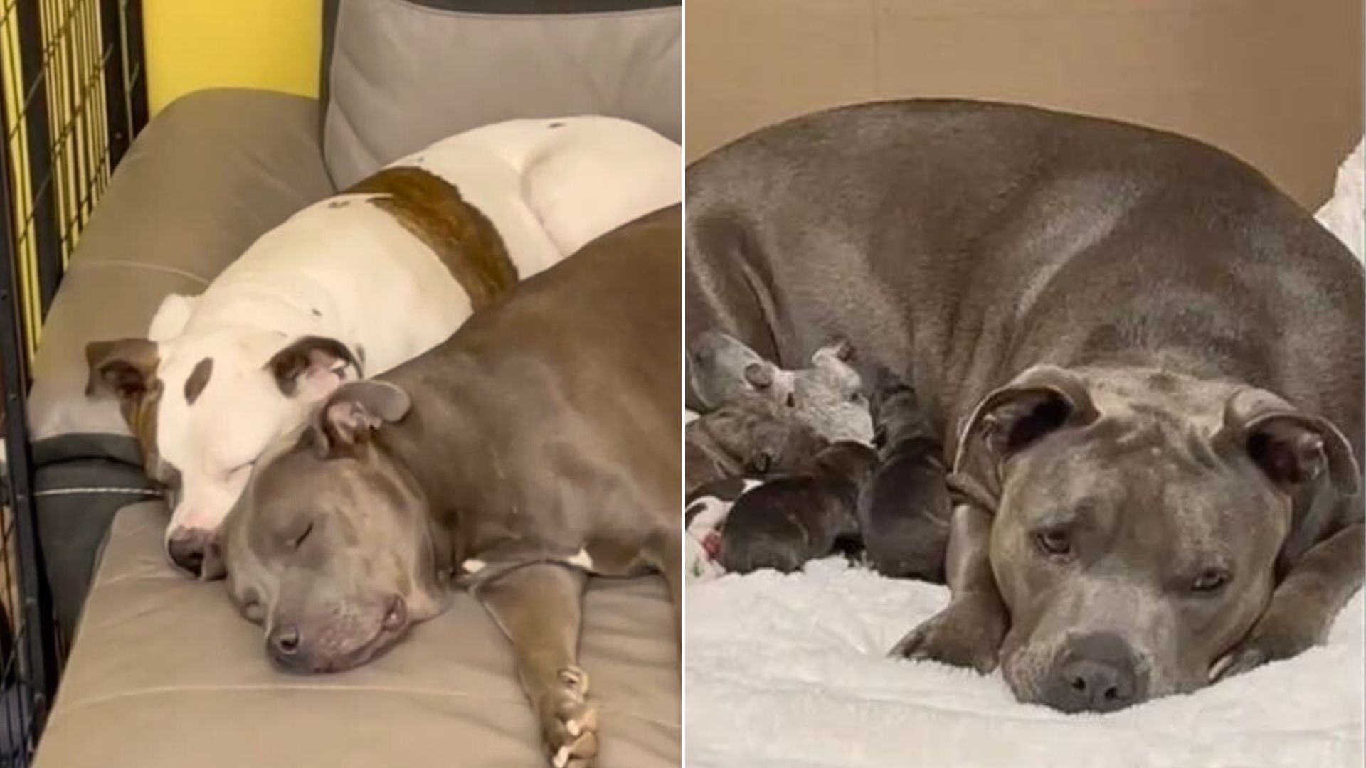 Caring Pitbull Girl Helps Her Sister Nurse A Huge Litter Of 11 Puppies