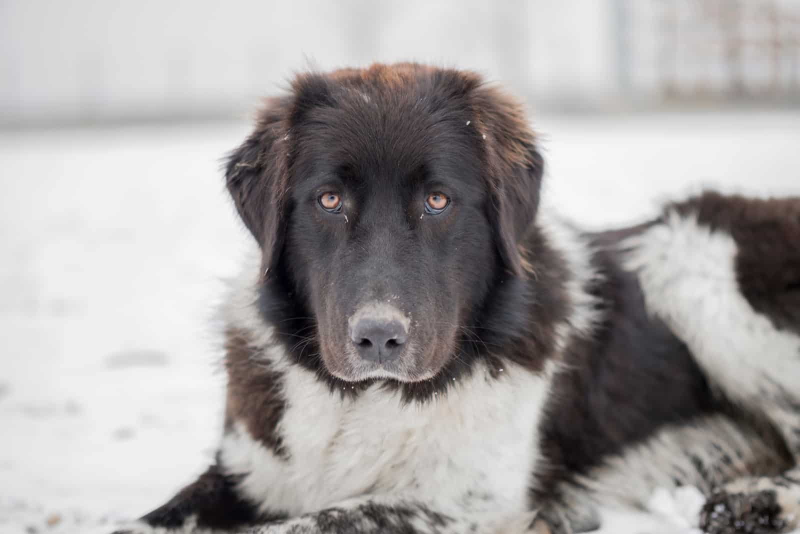 Carpathian Shepherd lies in the snow