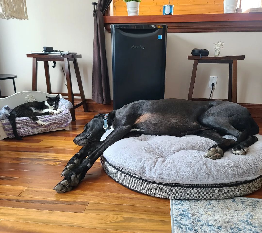 cat and dog each lying in their bed