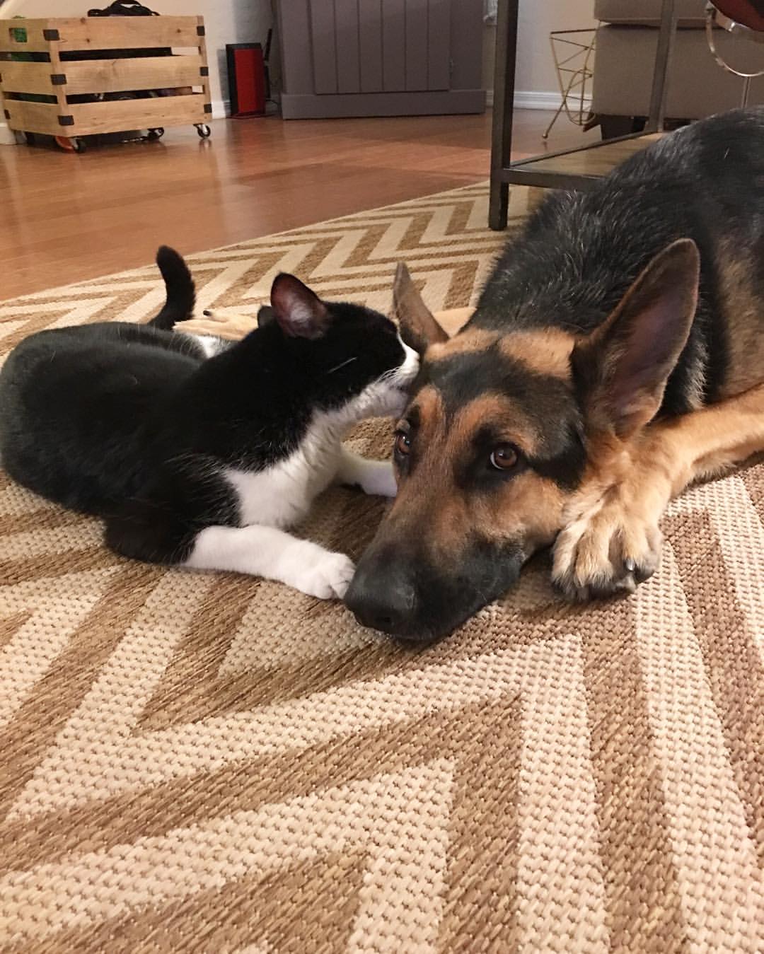 cat and dog laying on the floor