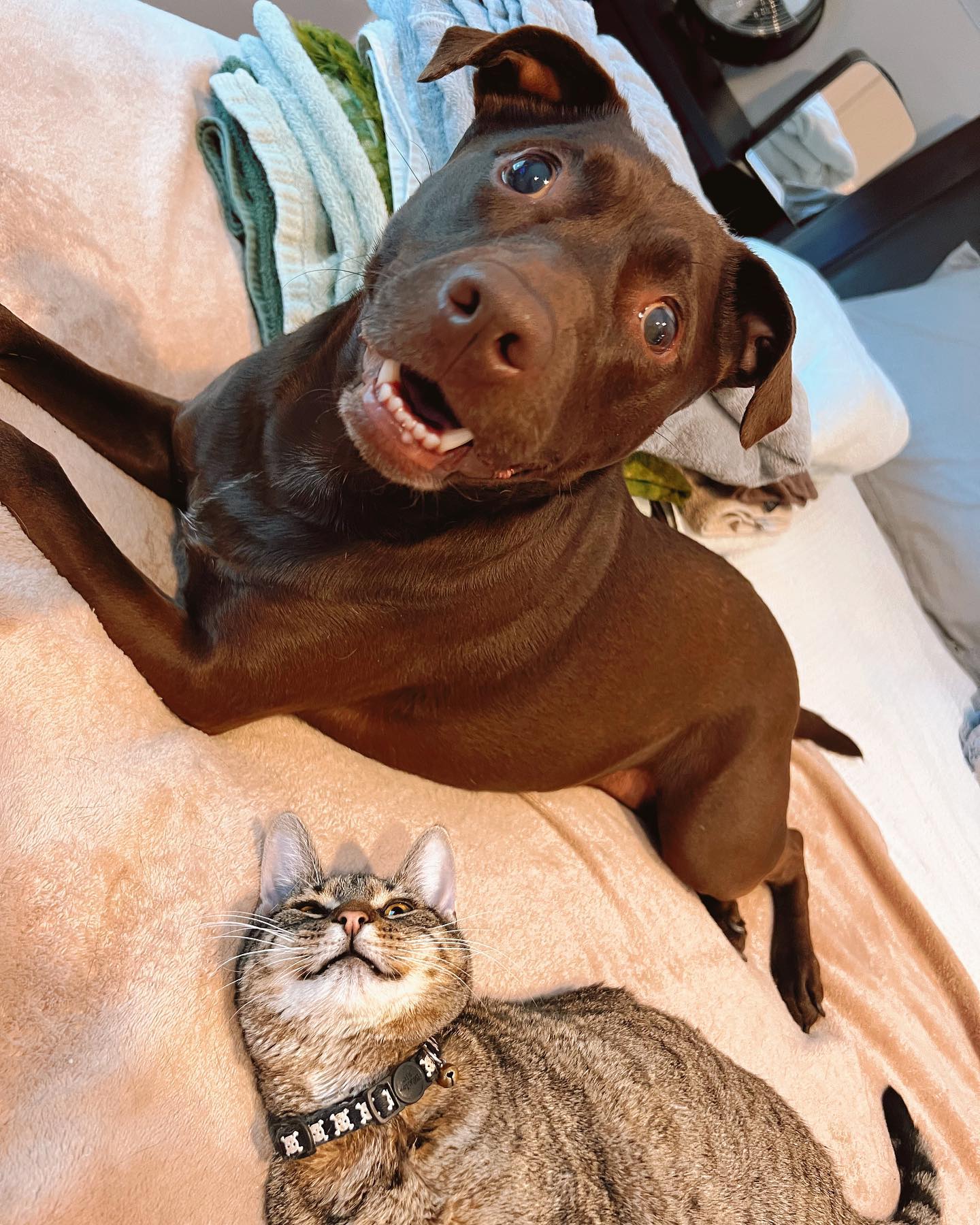 cat and dog laying together