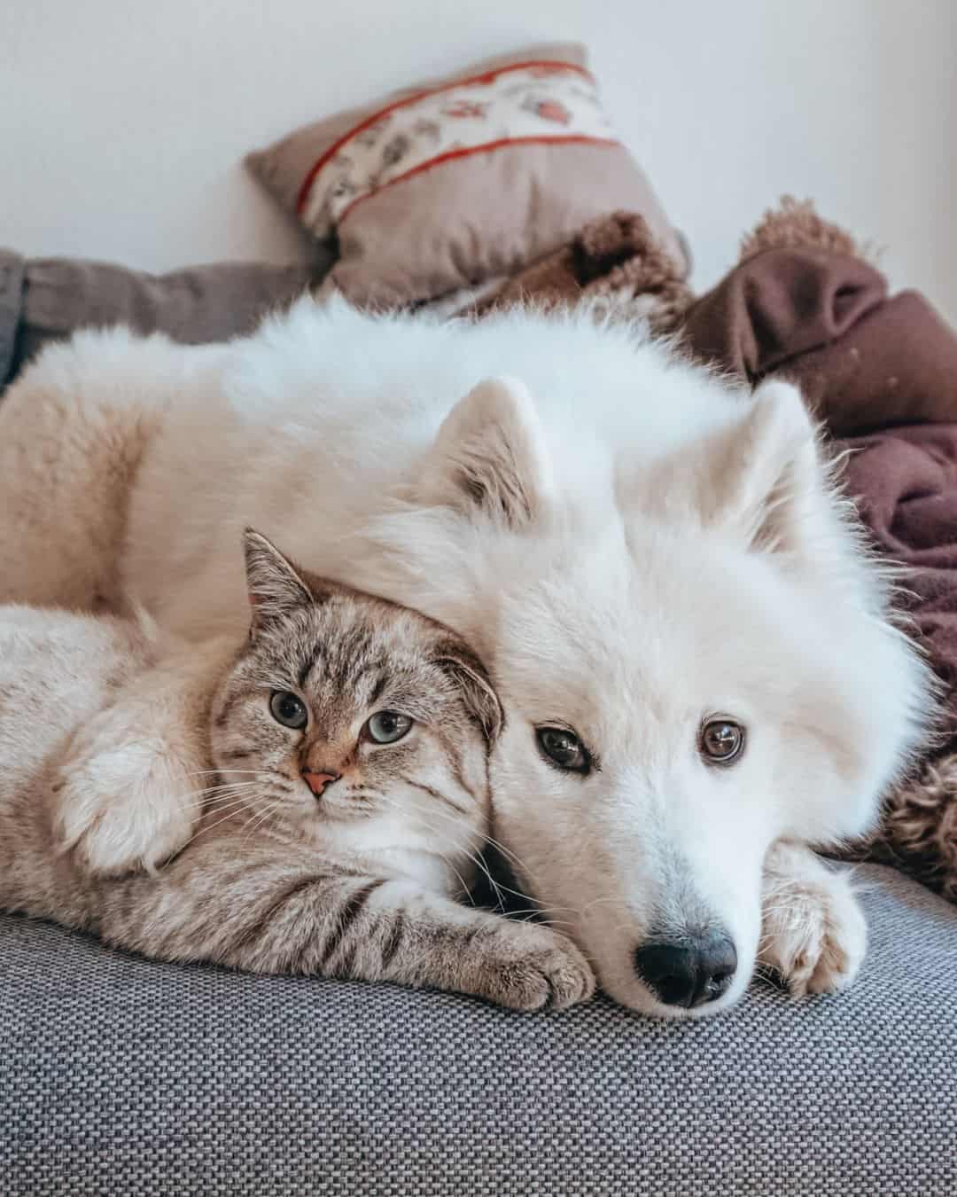 cat and dog