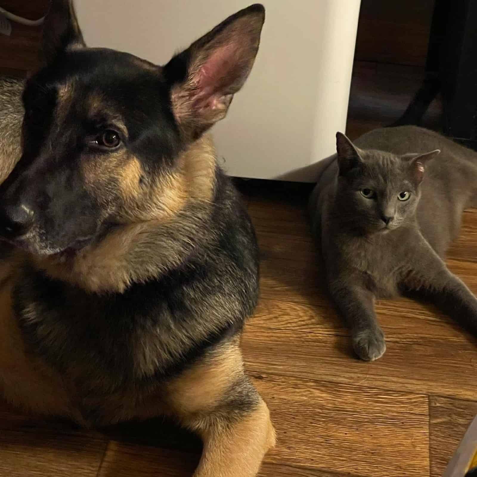 cat and german shepherd dog lying on the floor