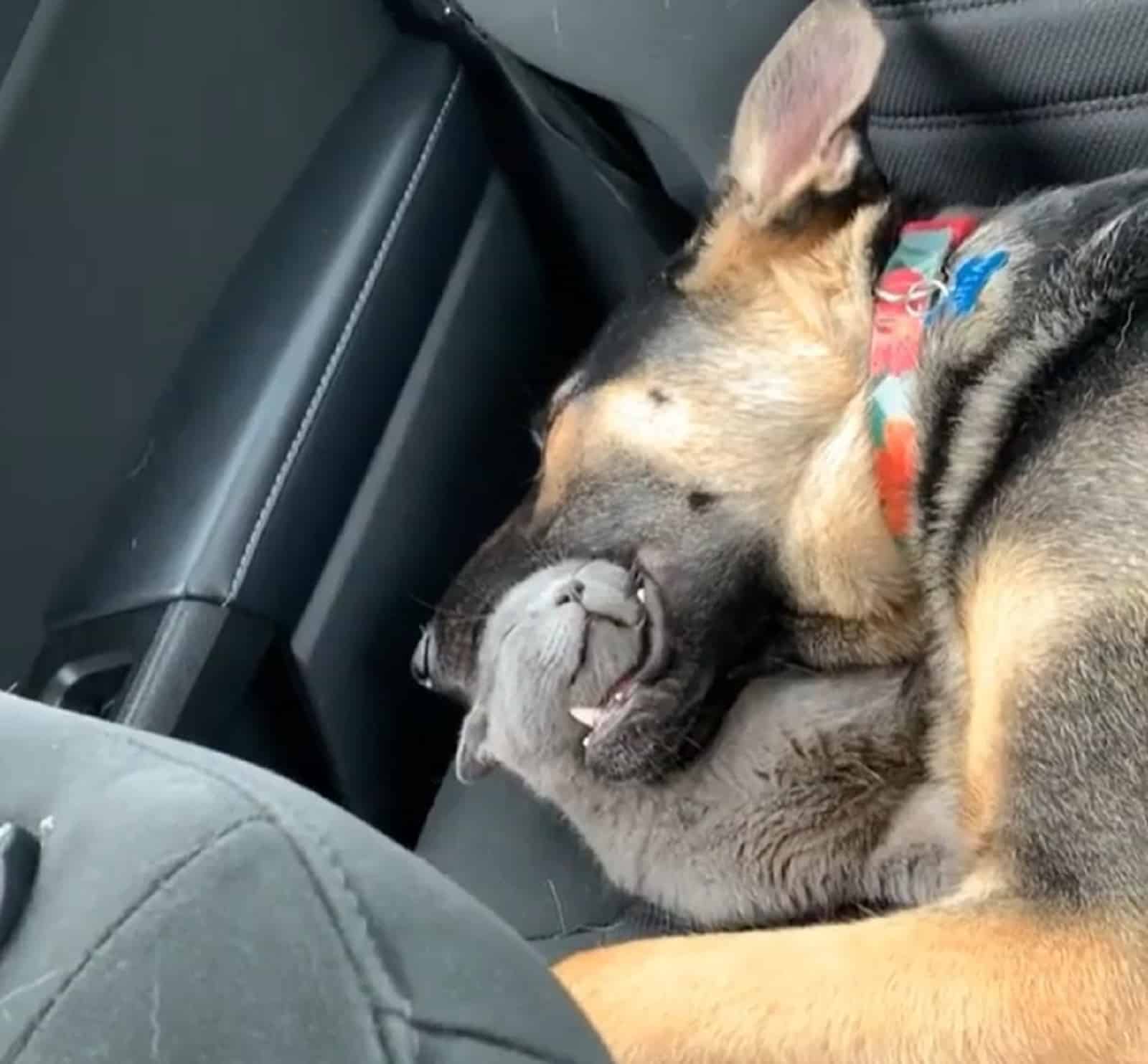 cat falls asleep in german shepherd's mouth in the car