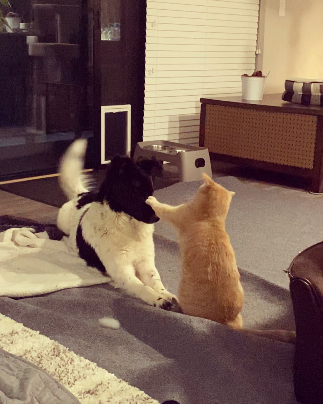 cat fighting with dog