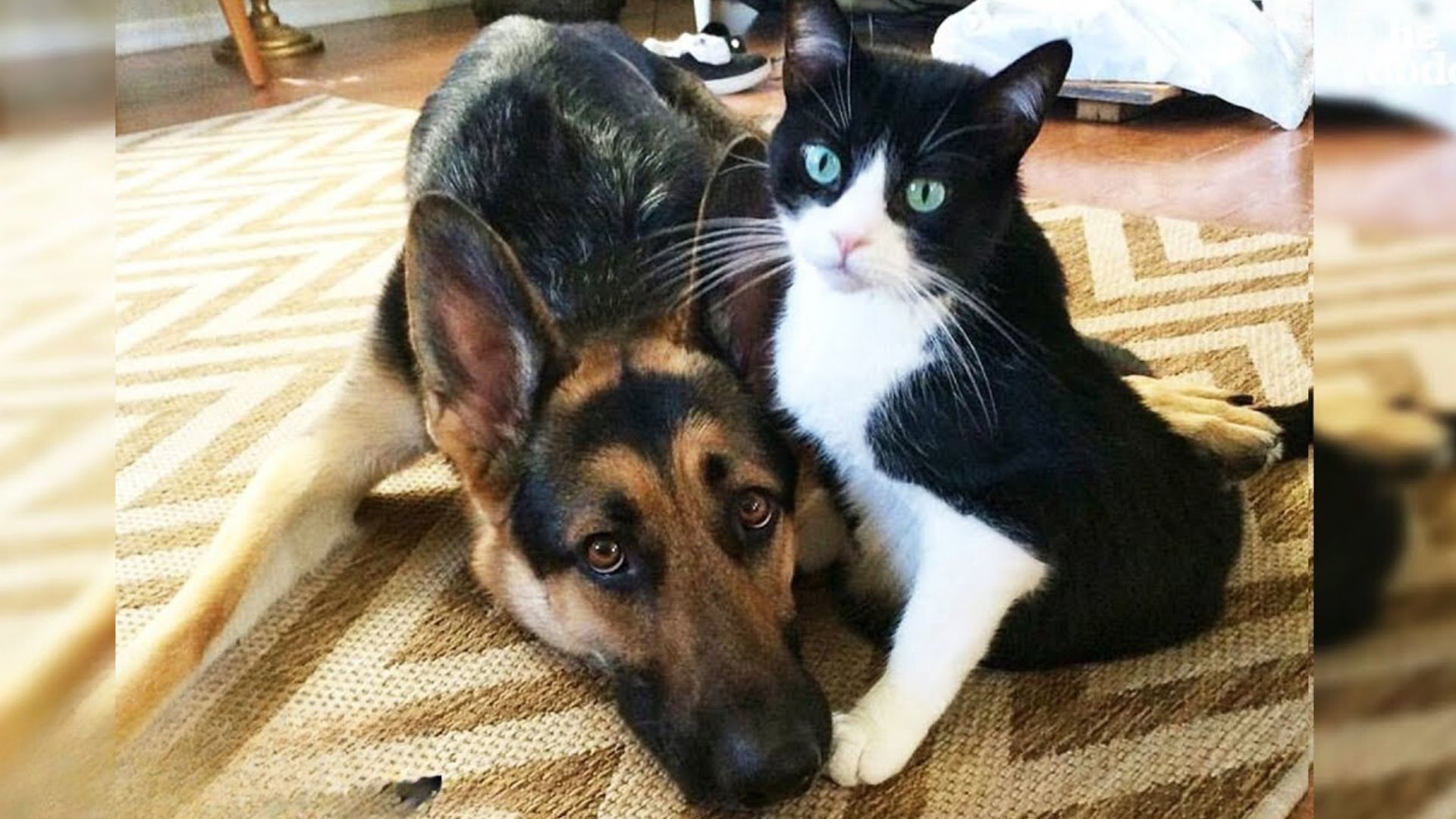 Cat Keeps Kissing And Comforting Her Big Dog Brother During Seizures