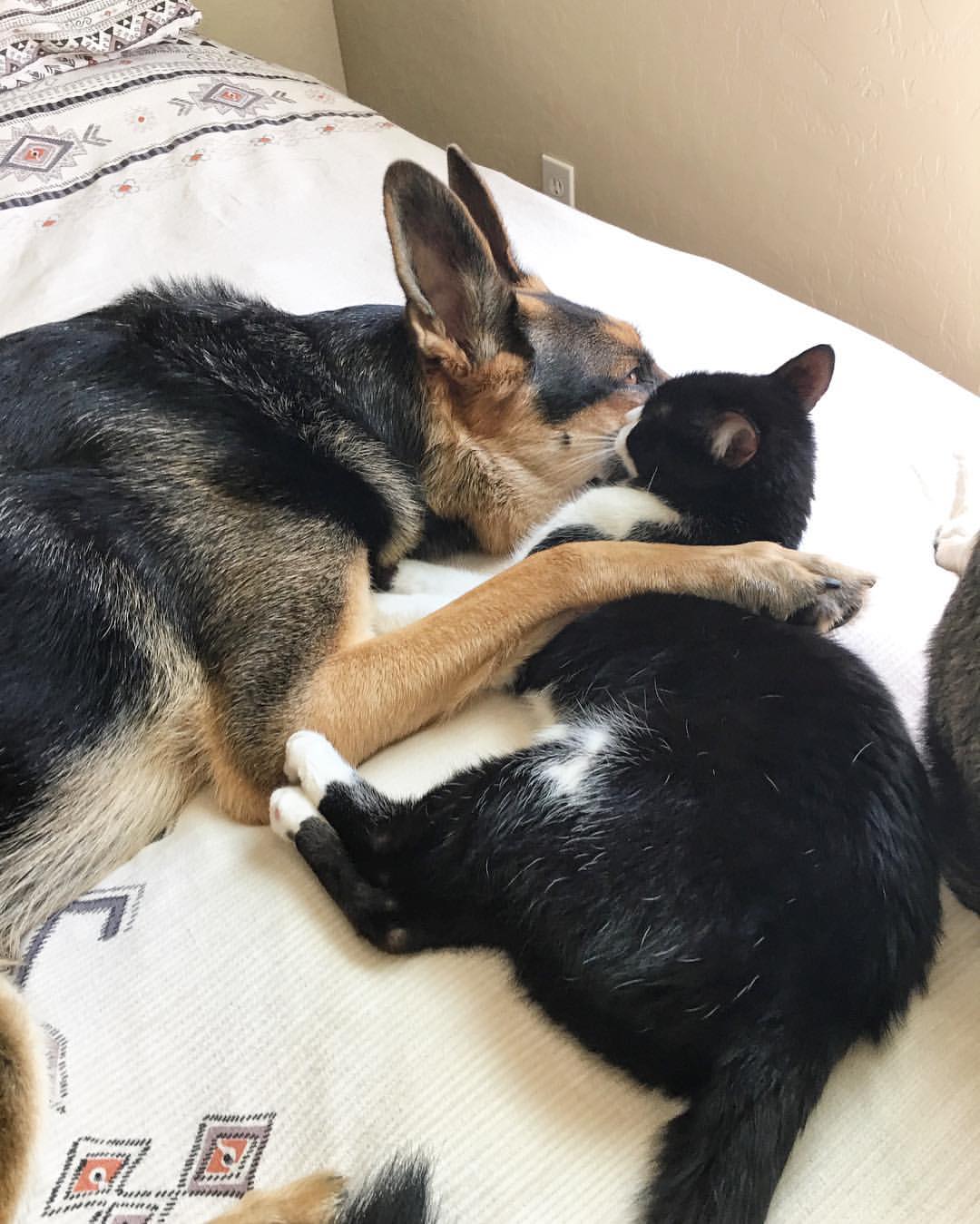 cat kissing the dog