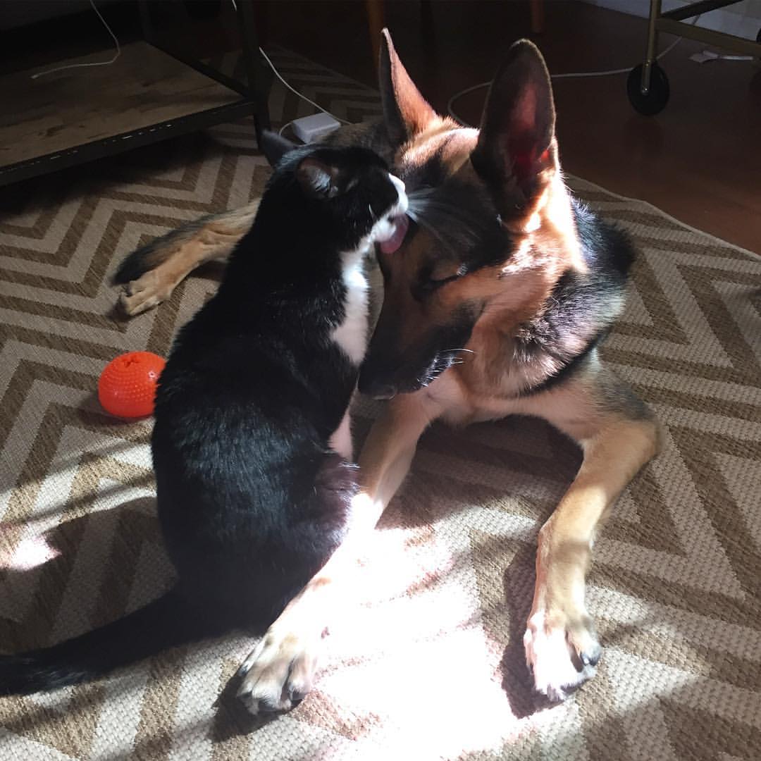 cat licking the dog