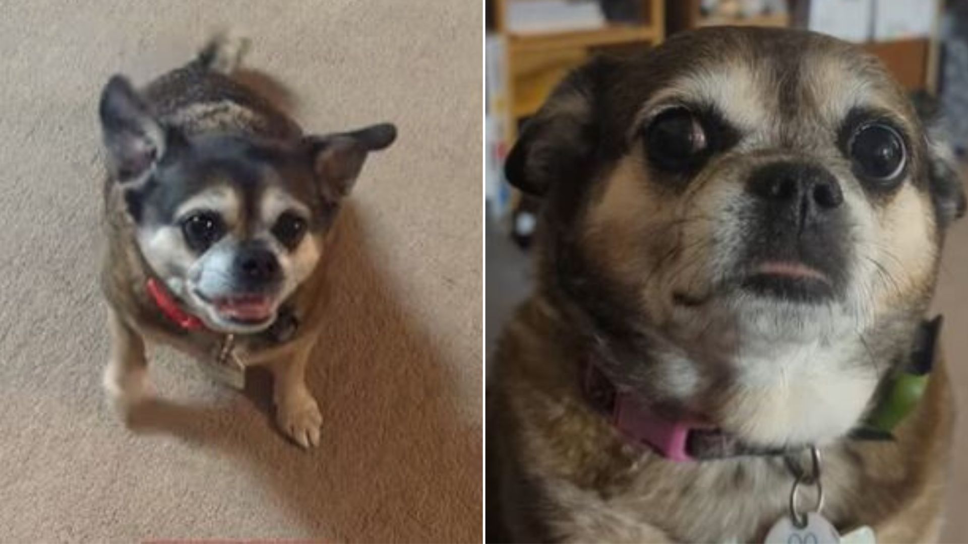 Cat Mom Adopts This Adorable Chihuahua-Pug Mix And Falls In Love With Dogs 