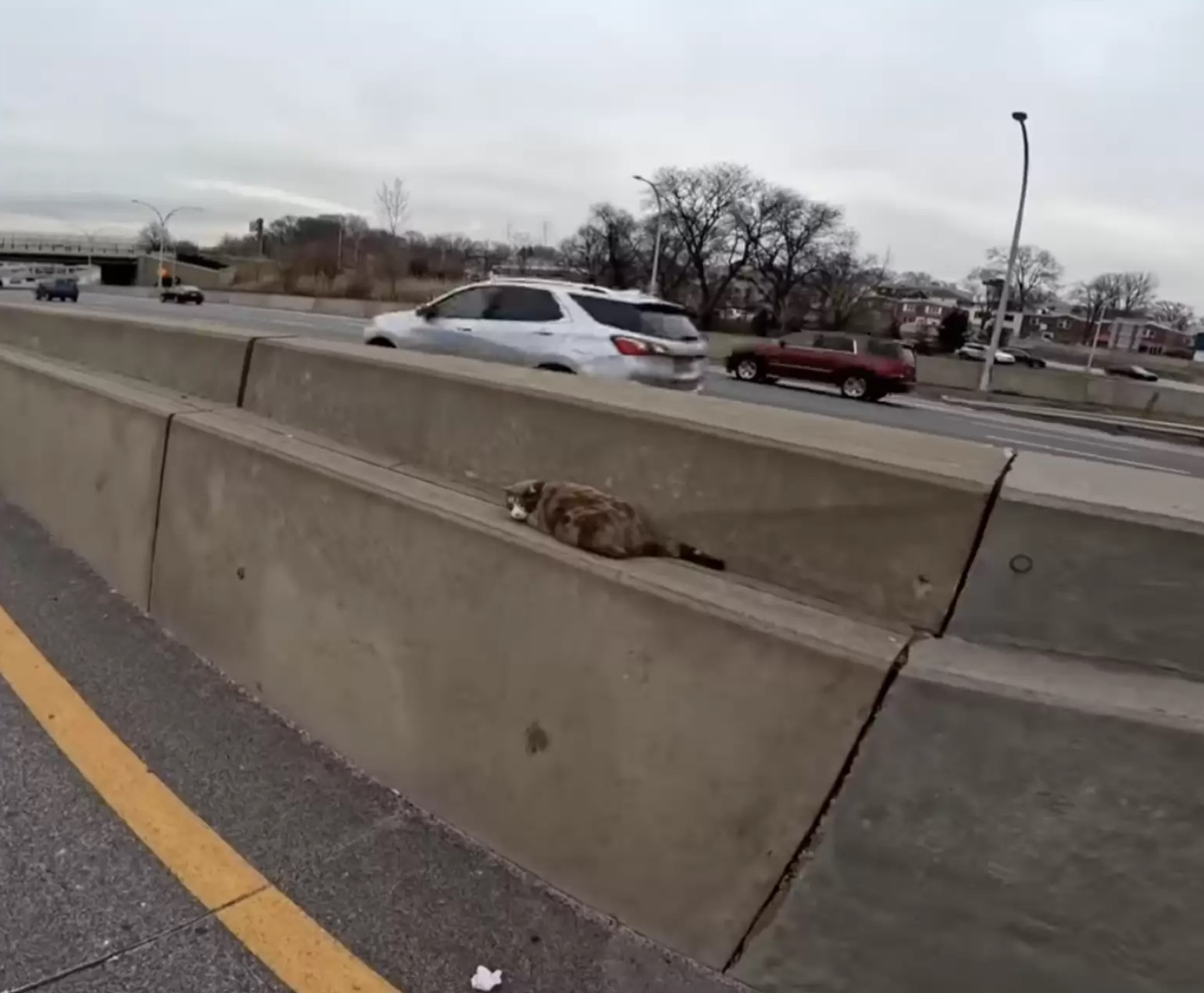 cat on the highway