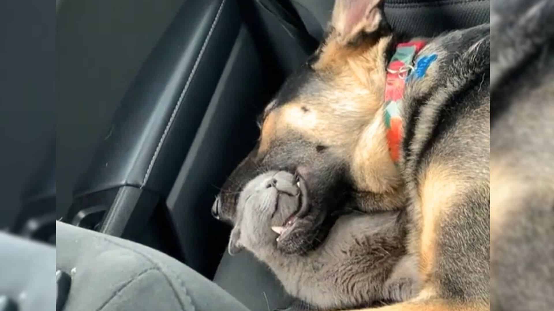 Cat Shows How Much She Trusts Her German Shepherd Buddy And Falls Asleep In His Mouth