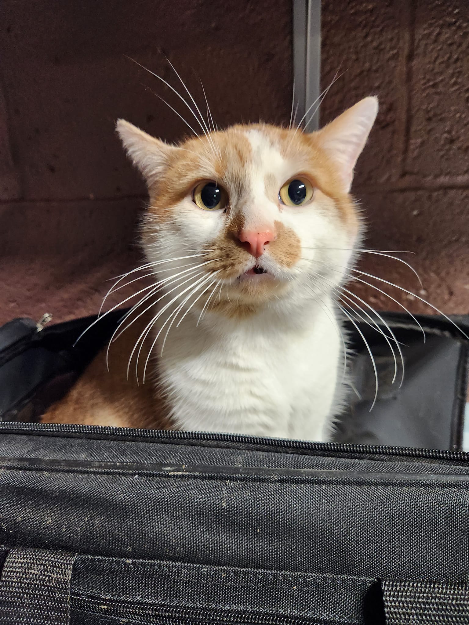 cat sitting in a bag