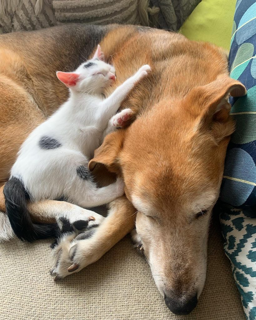 cat sleeping together with the dog