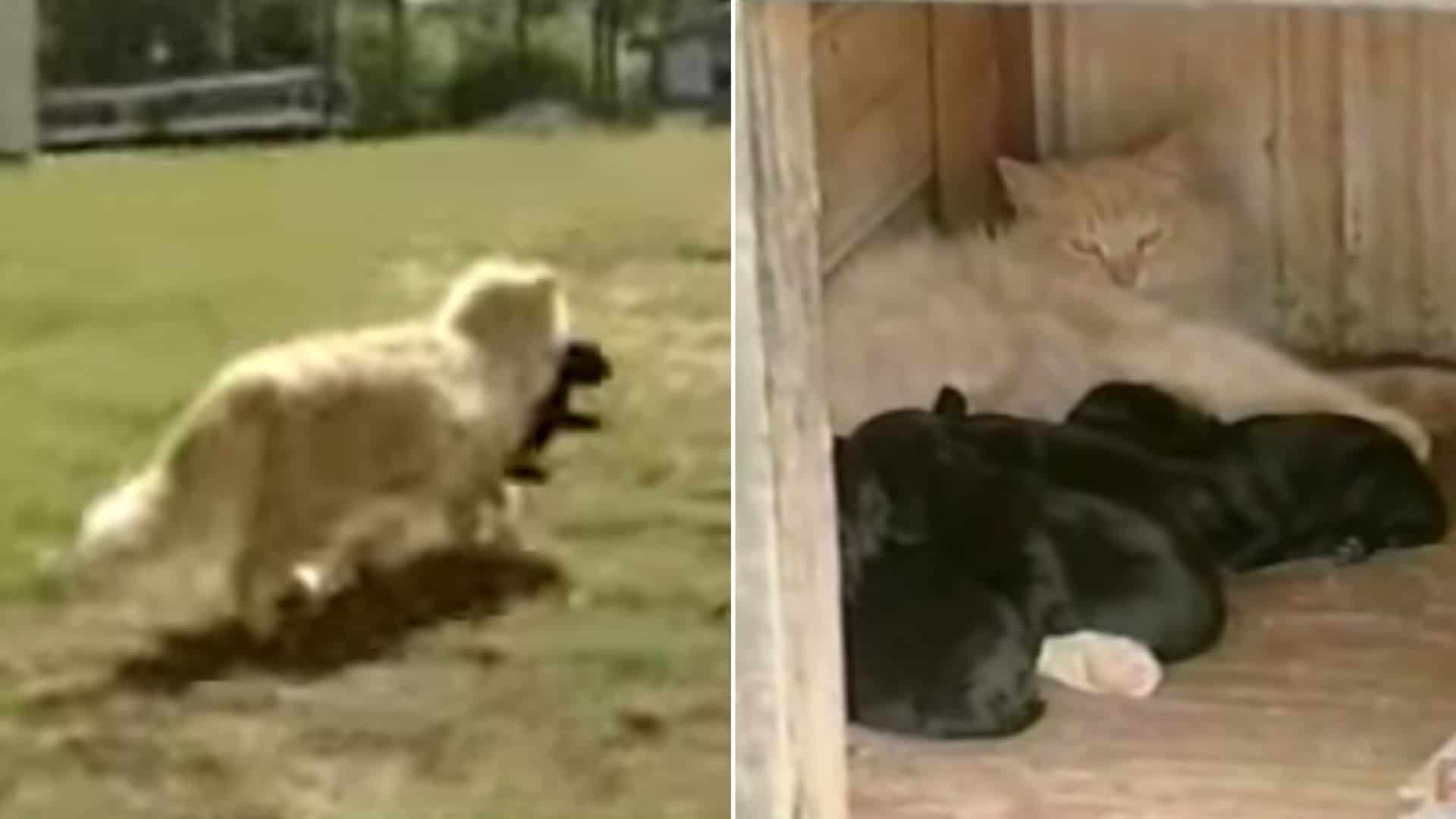 Cat Steals Newborn Puppies, The Reason Will Shock You