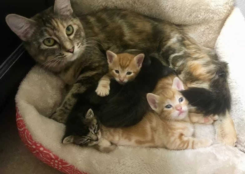 Cat with her kittens