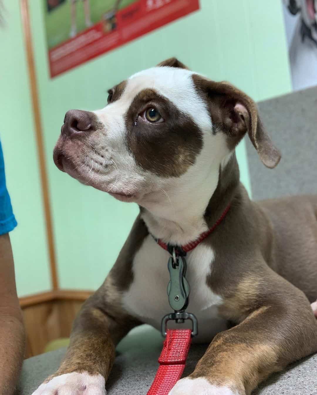 catahoula american bulldog mix