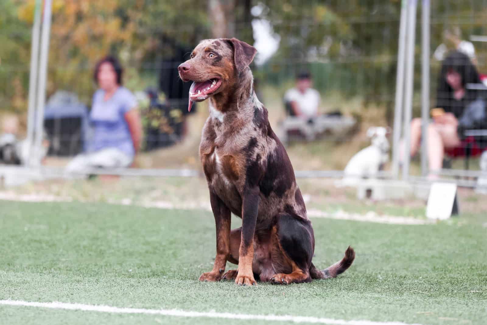 catahoula at agility training