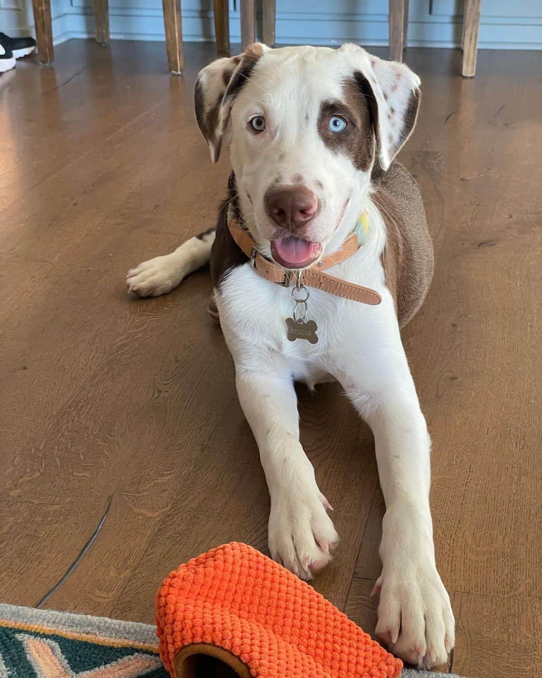 catahoula australian shepherd dog