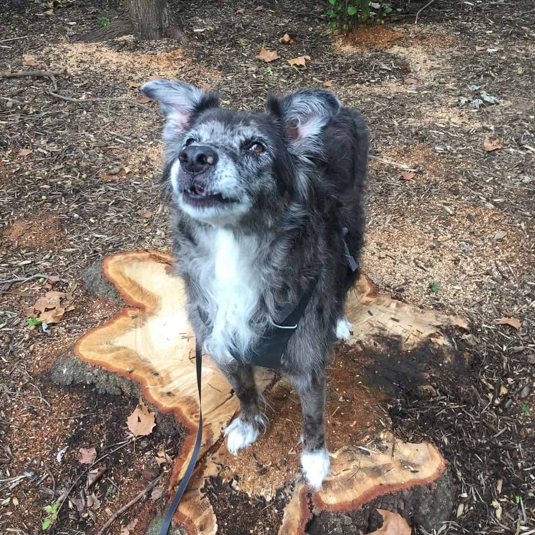 catahoula australian shepherd mix