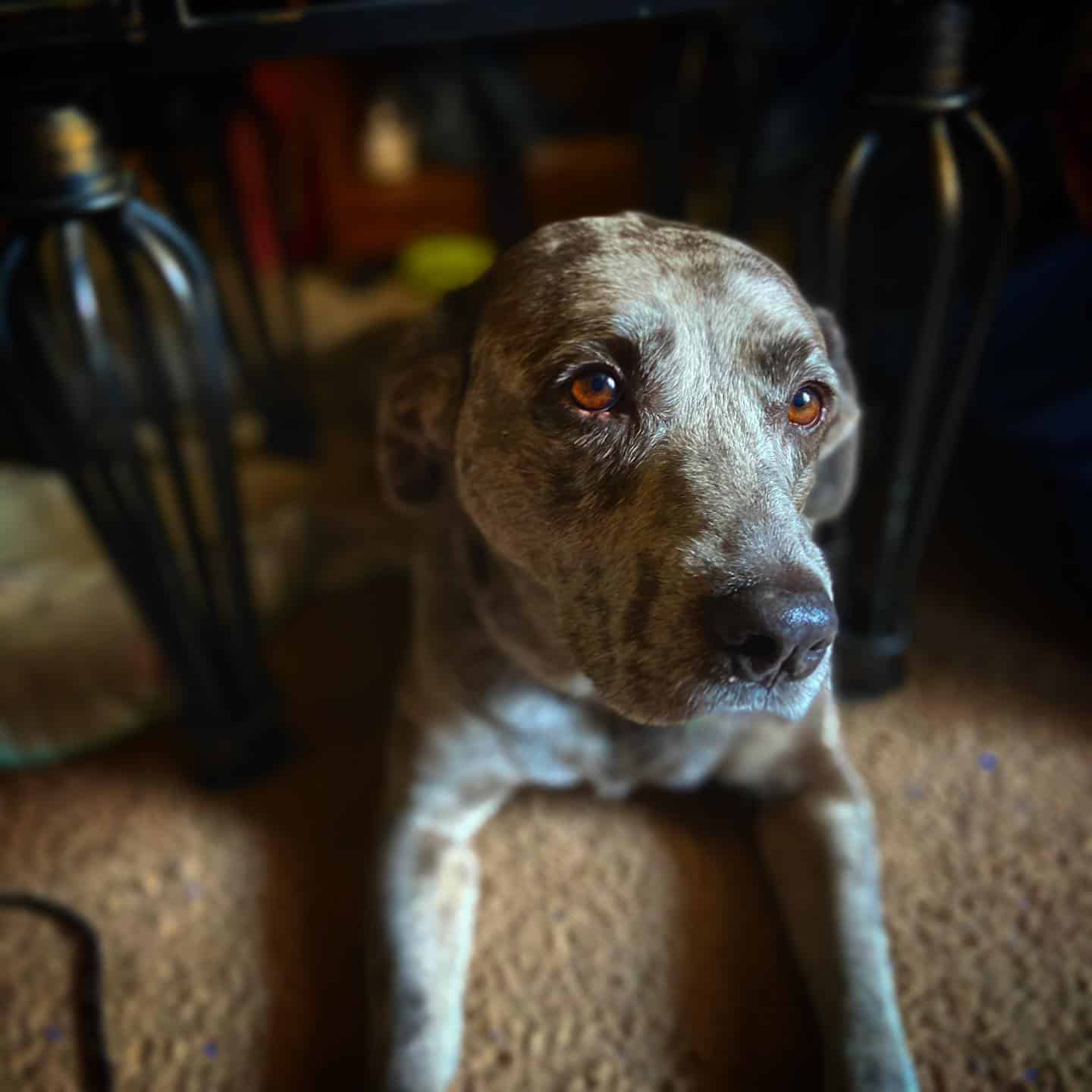 Catahoula Blue Heeler Mix dog laying on the floor