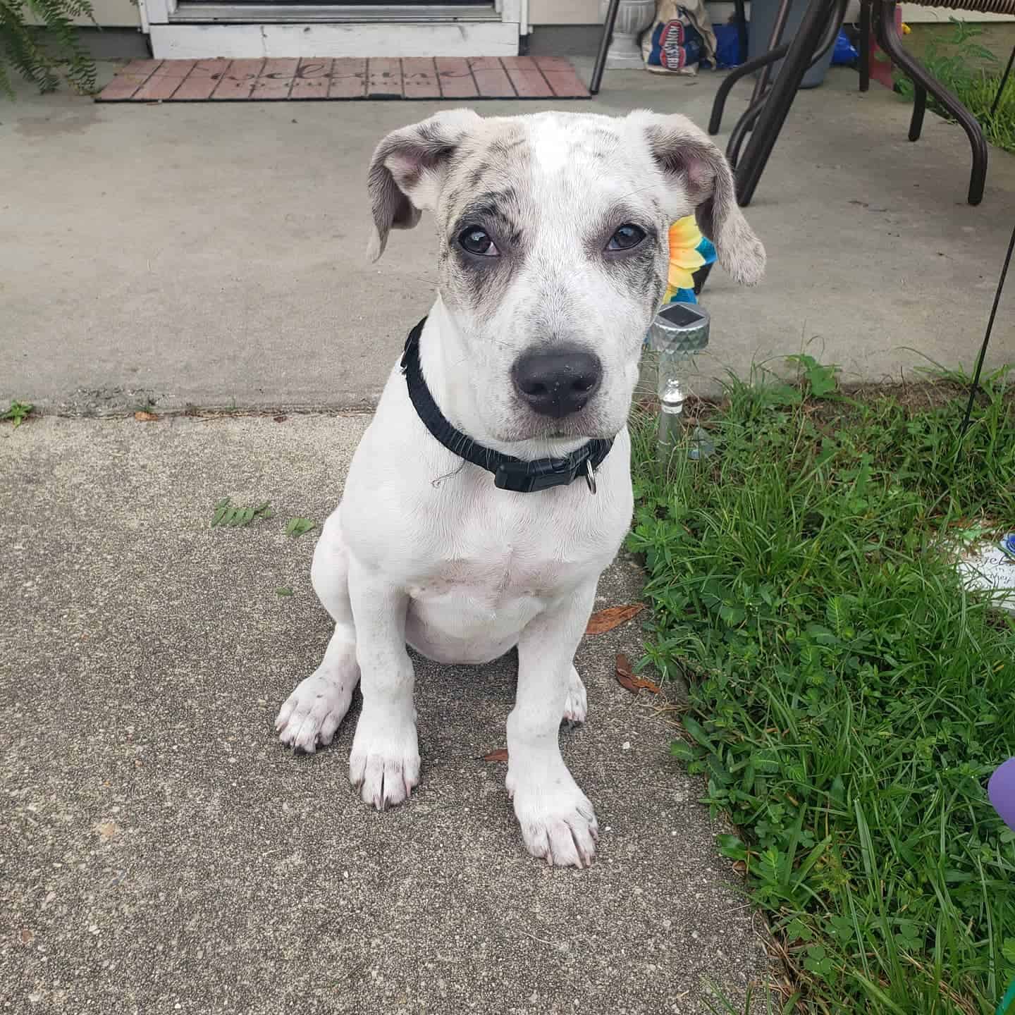 Catahoula Blue Heeler Mix dog sitting outdoor