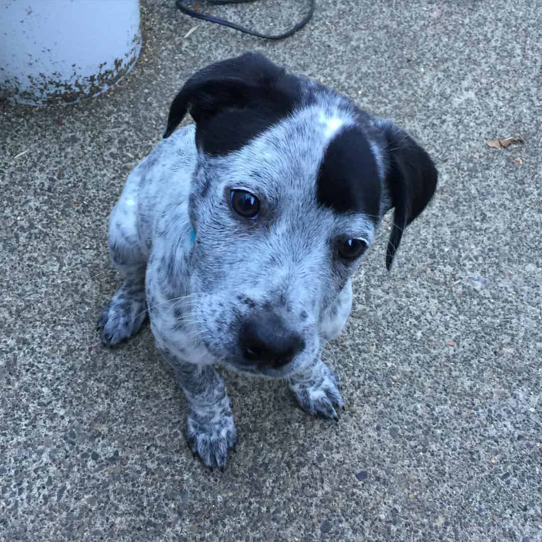 Catahoula Blue Heeler Mix puppy