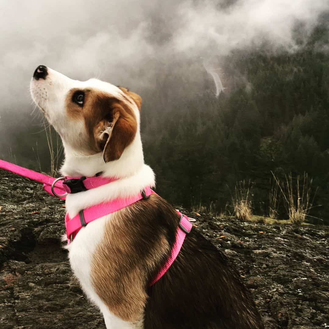 Catahoula Border Collie Mix sitting on a rock with a leash