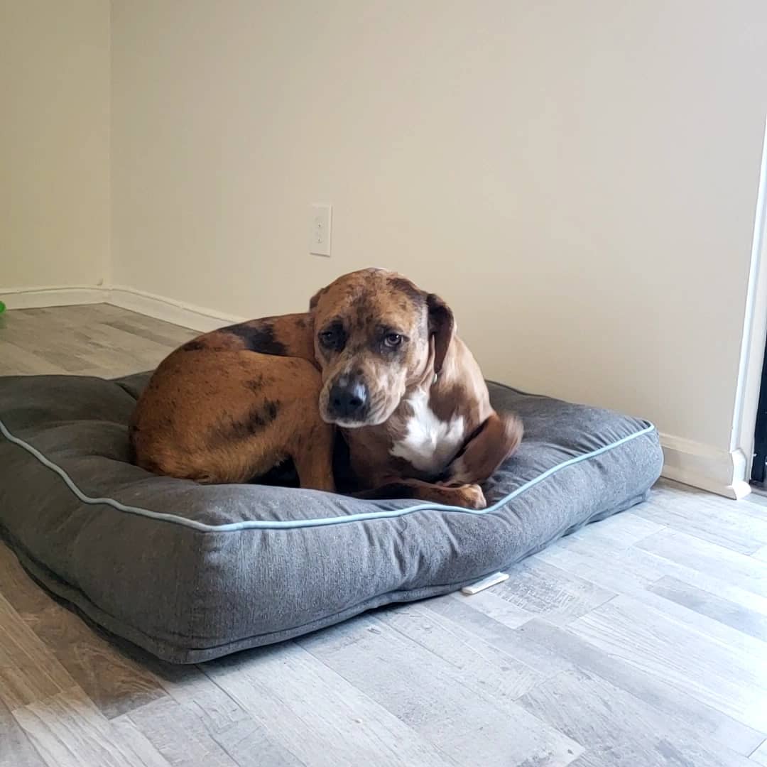 Catahoula Boxer Mix dog laying on the bed