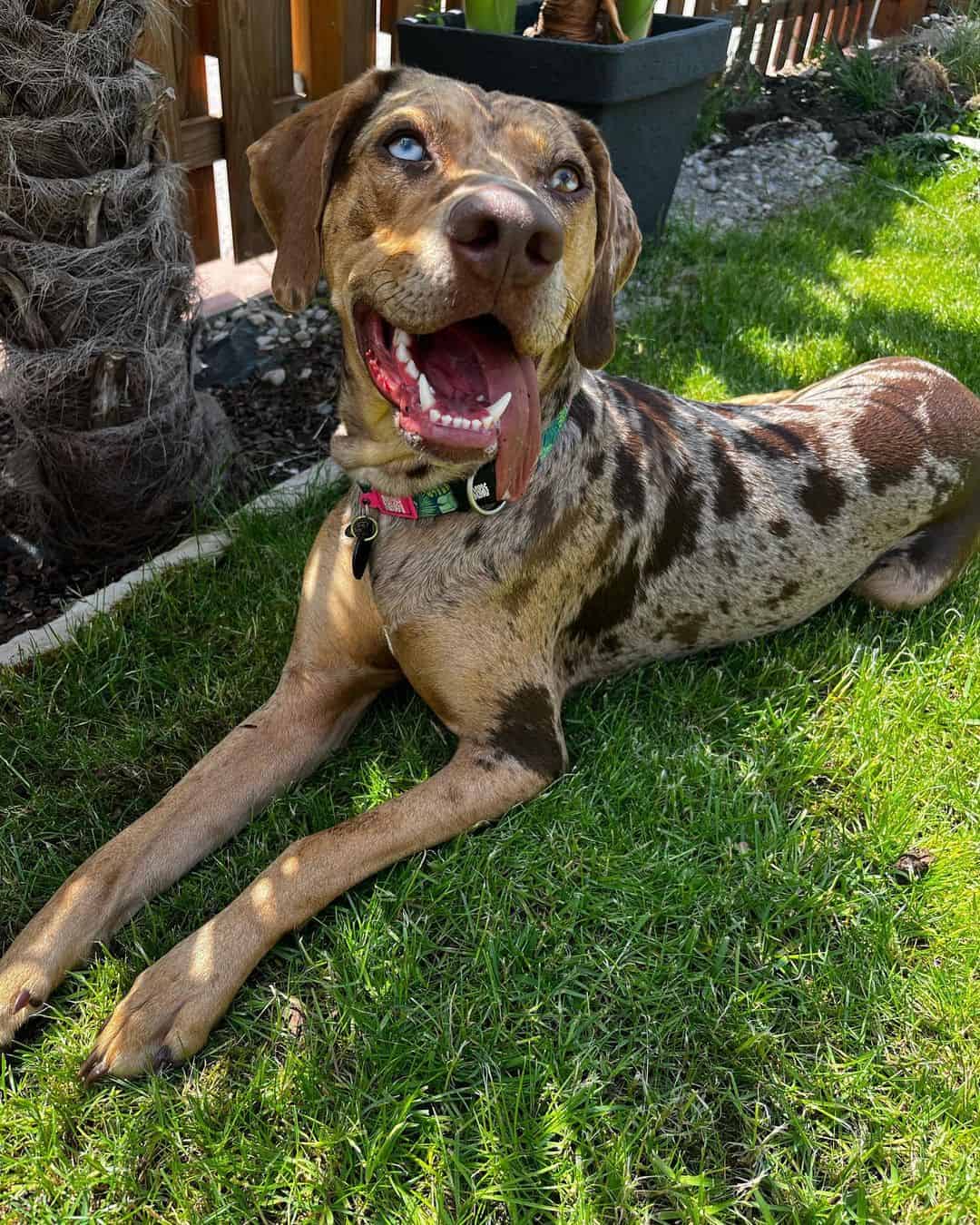 catahoula dog smiling