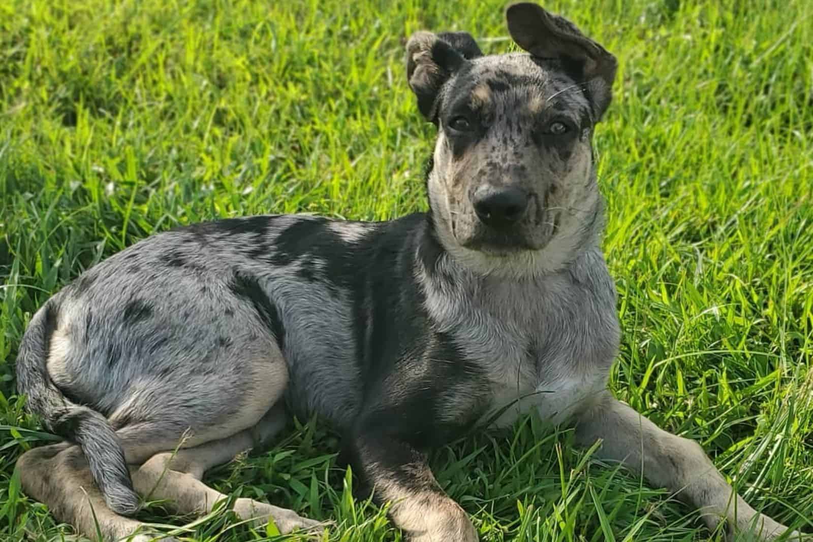 Catahoula German Shepherd Mix: An All-Around Working Dog