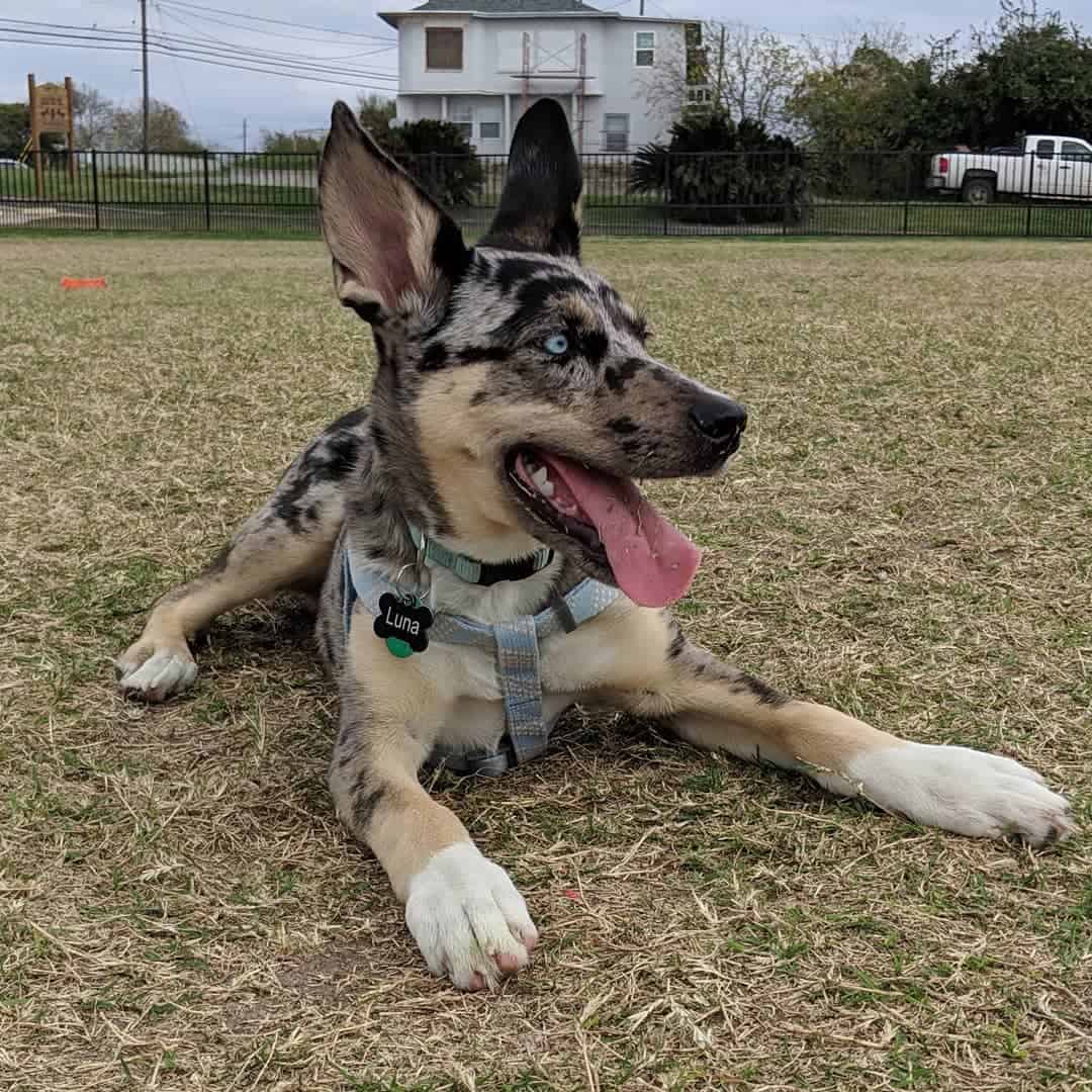 Catahoula German Shepherd Mix dog laying outdoor