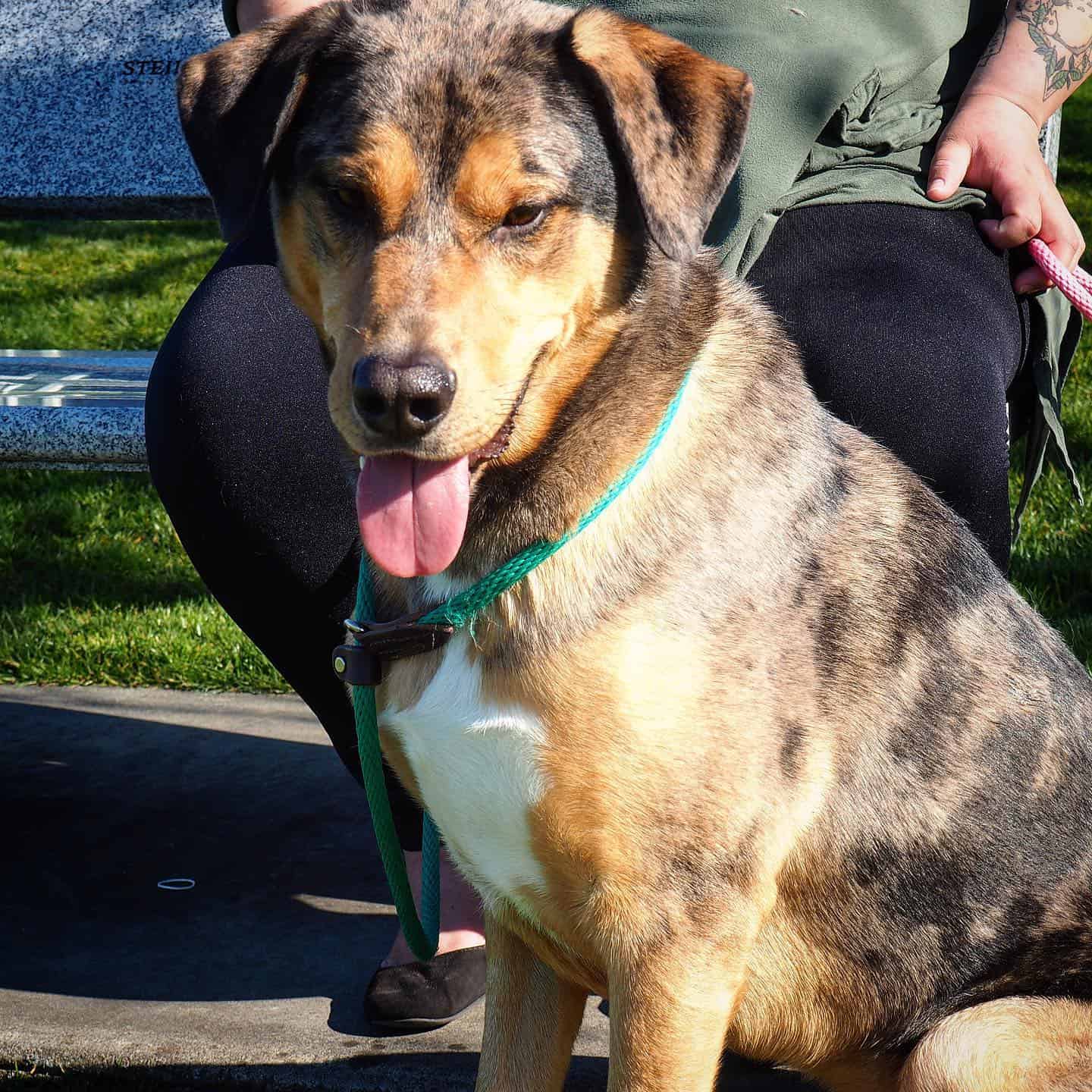 Catahoula German Shepherd Mix dog sitting with his owner