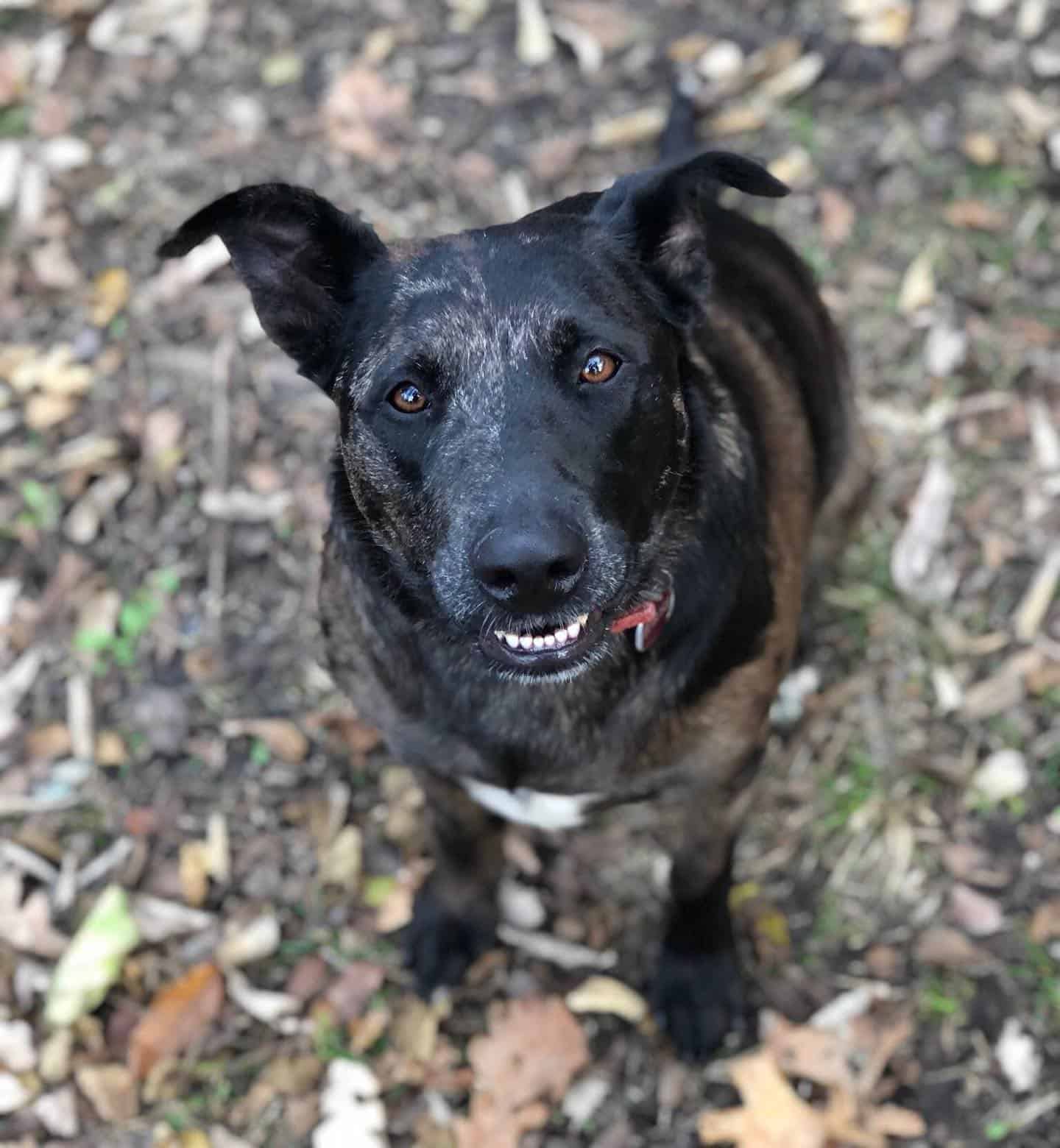 Catahoula German Shepherd Mix looking up