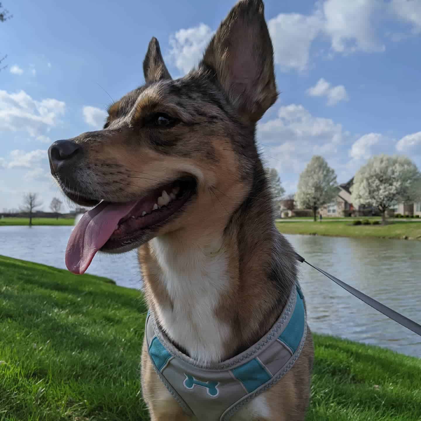 Catahoula German Shepherd Mix outdoor