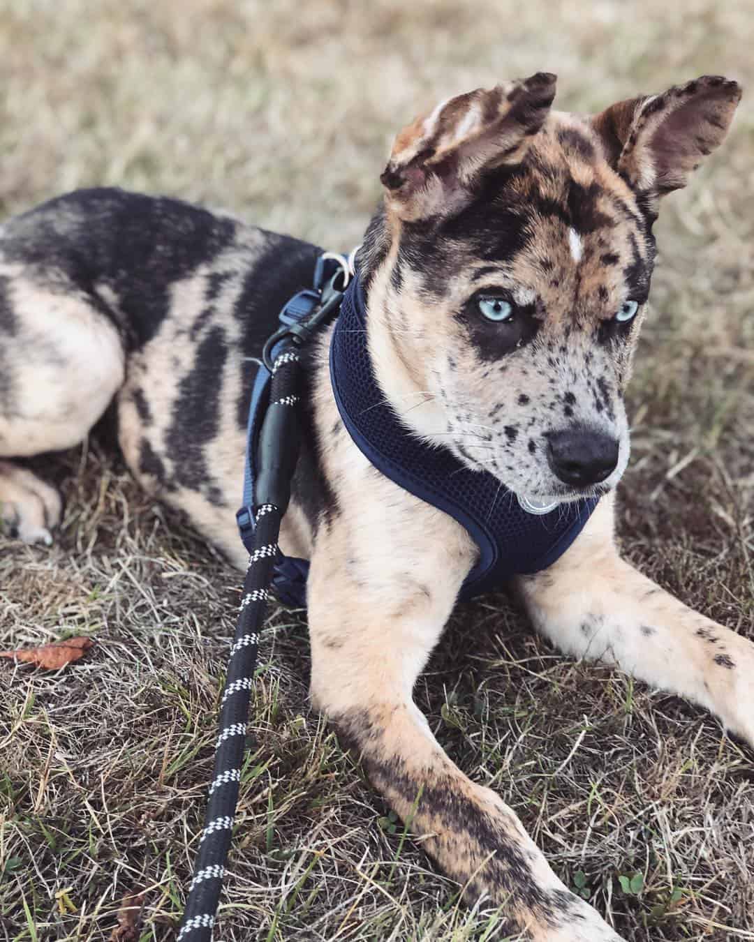 Catahoula German Shepherd Mix puppy