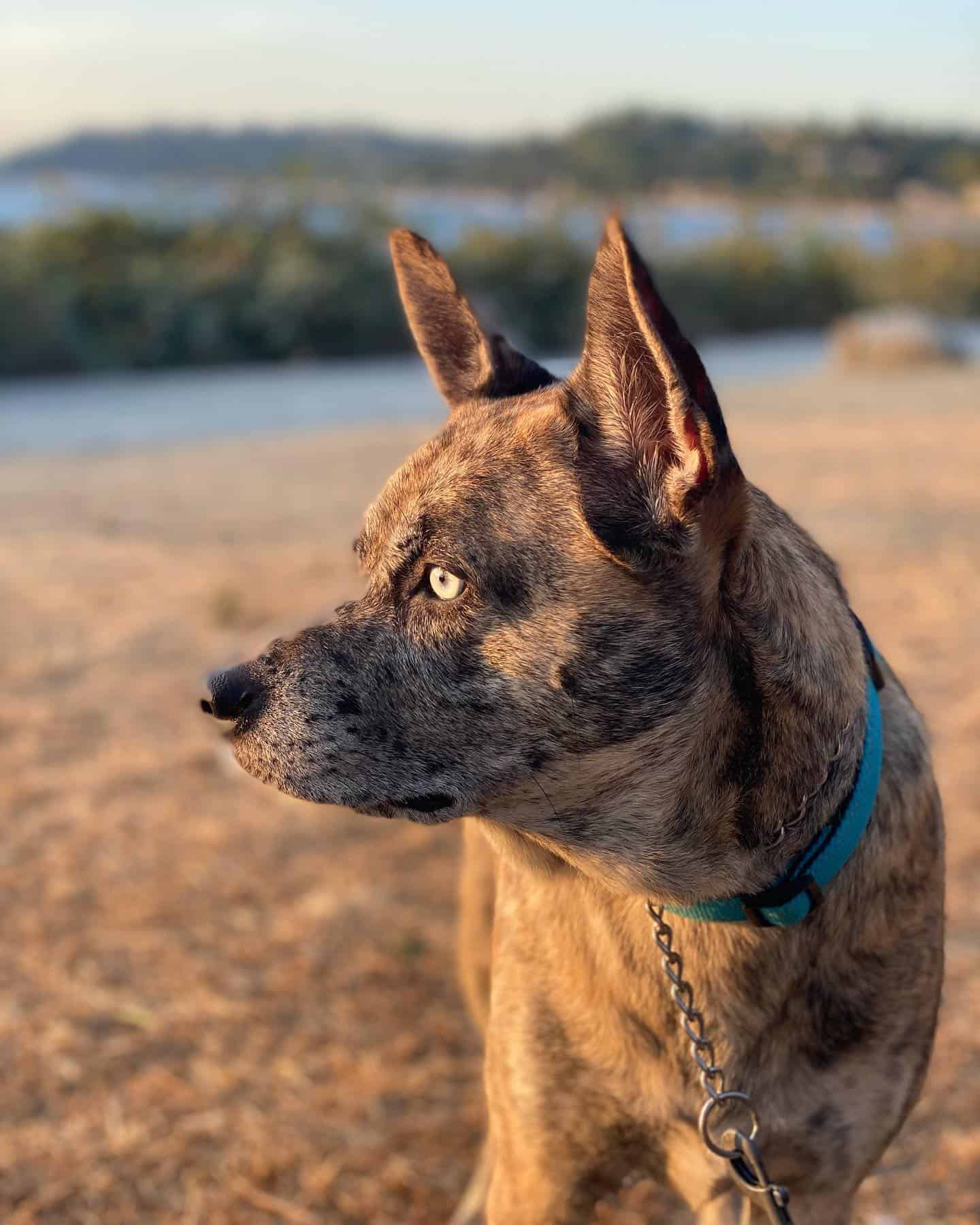 Catahoula German Shepherd Mix