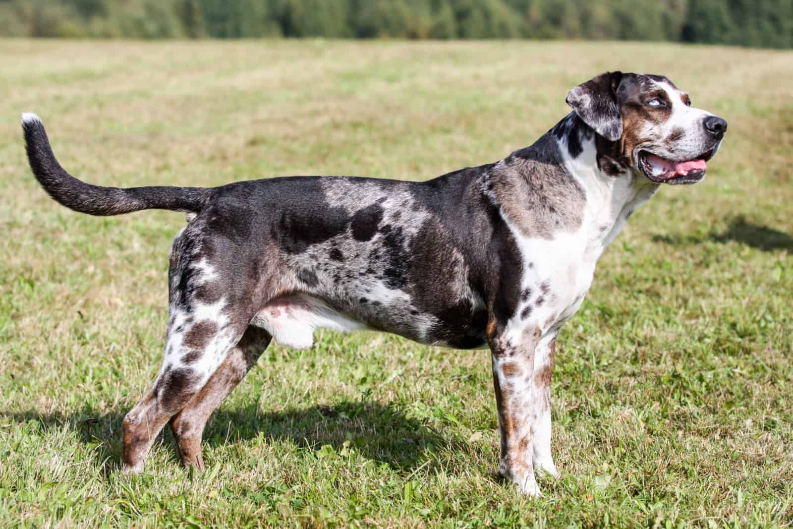 catahoula leopard dog