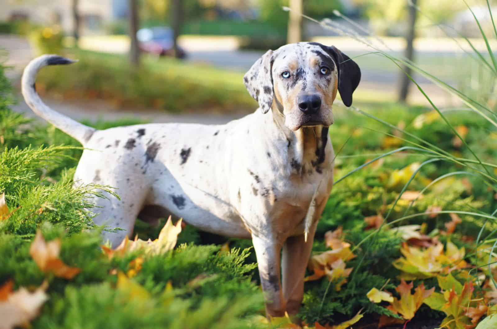 catahoula leopard dog in the park