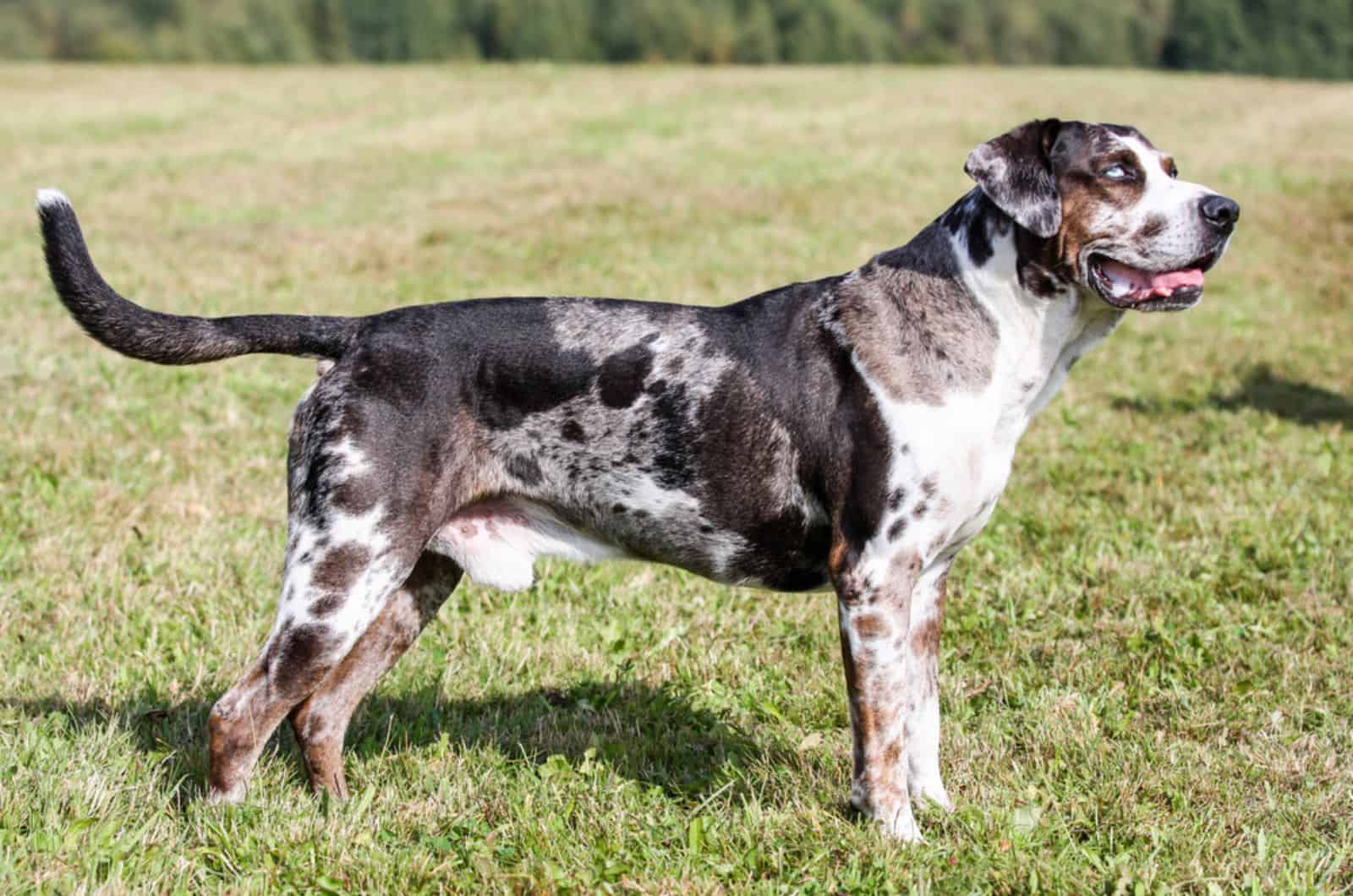 catahoula leopard dog in nature