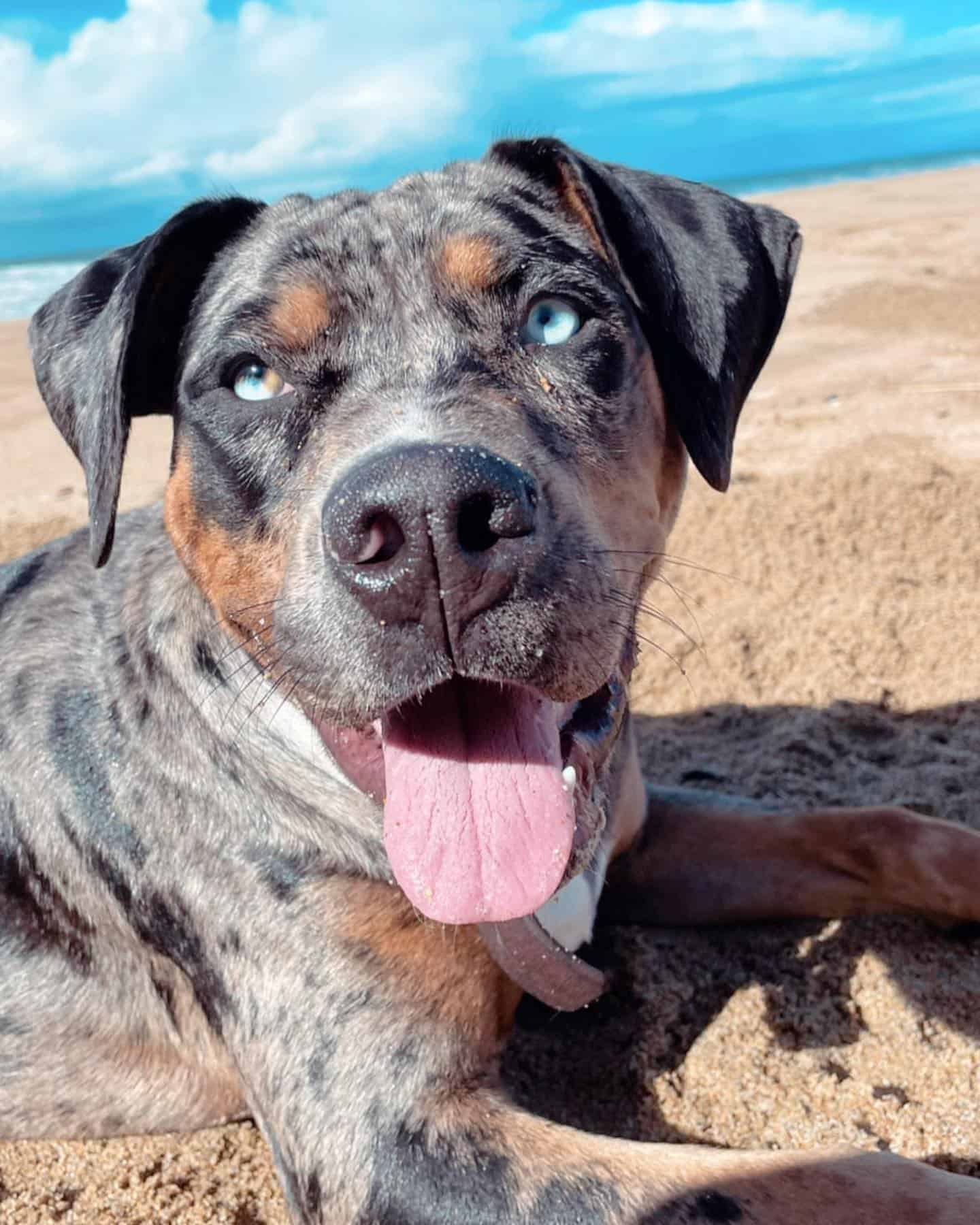 Catahoula Leopard Dog on the beach