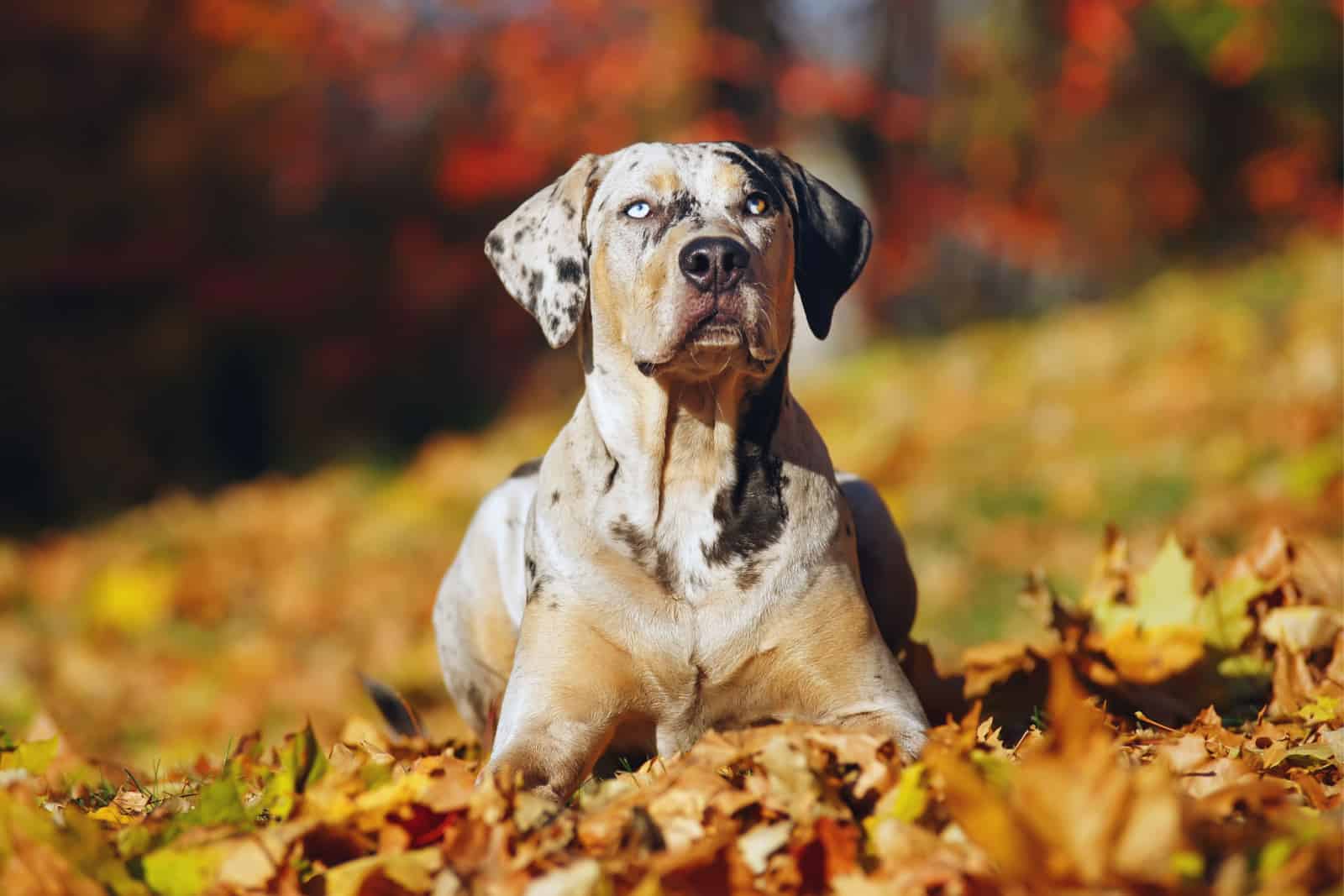 catahoula leopard dog portrait